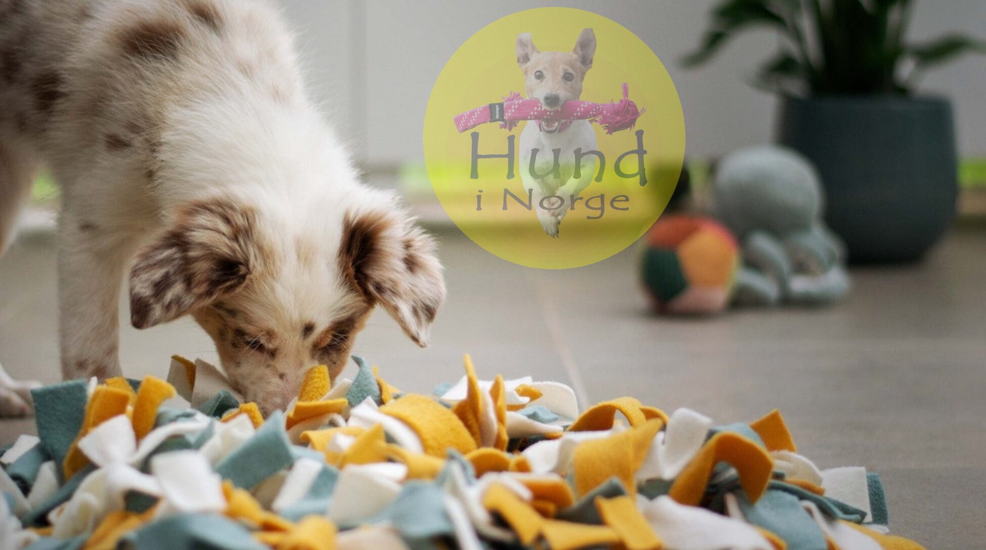 Nosework Alt du trenger å vite om hundesporten som passer alle