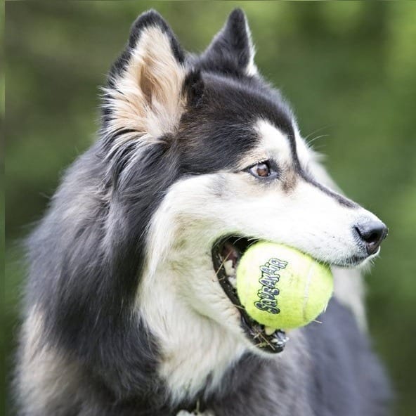 Kong Airdog Squeaker tennisball