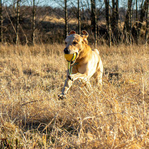 Starmark flyteball-foam ball med tau, 2 størrelser