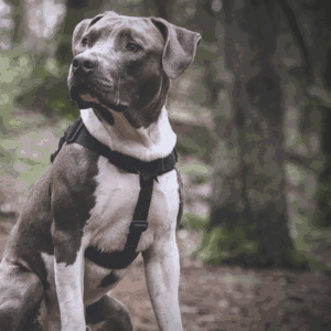 VGW Extension Anti-trekksele Svart